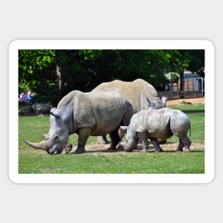 Southern White Rhino Rhinoceros Sticker